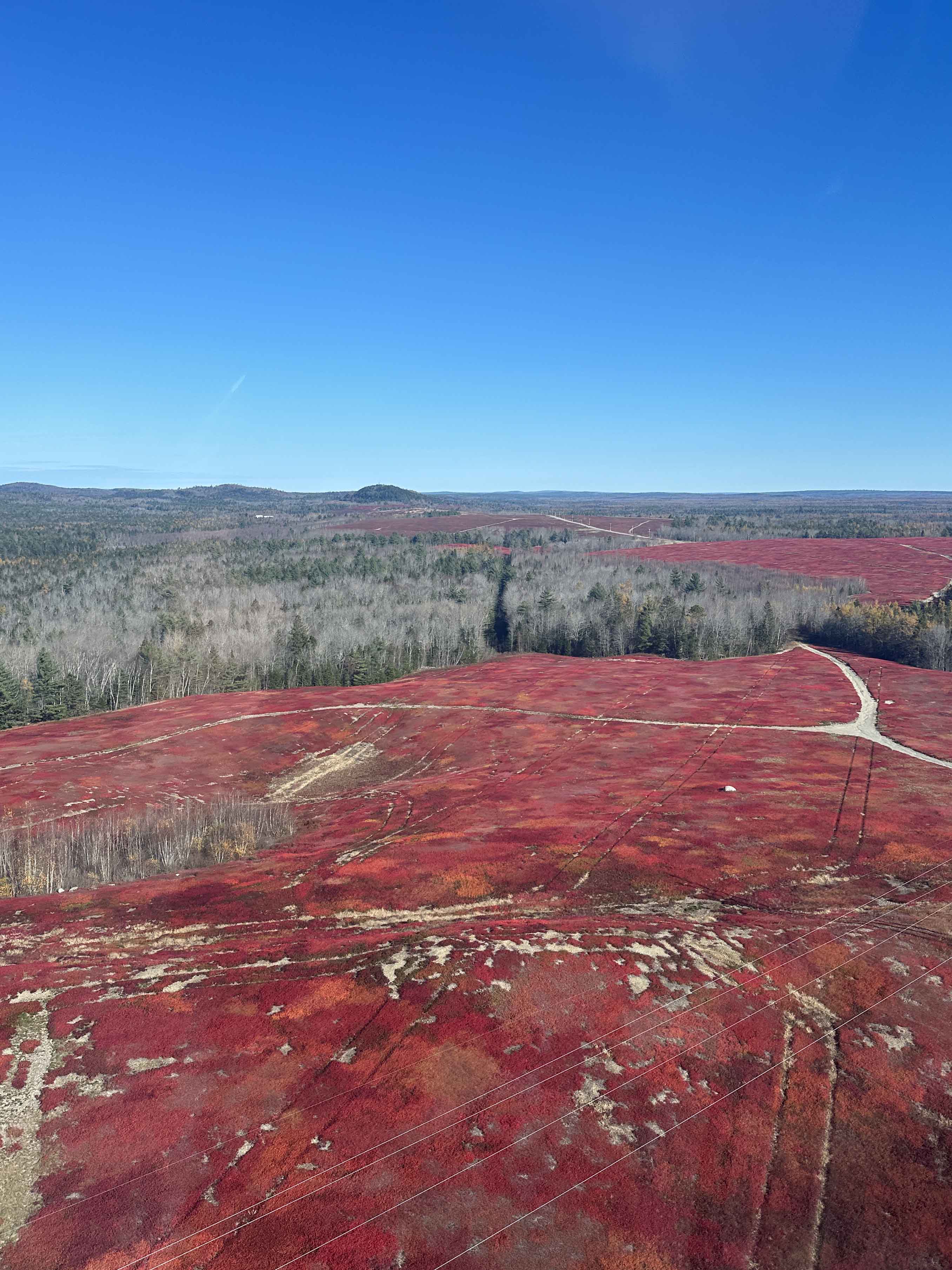 Aerial inspections  - Blueberry field